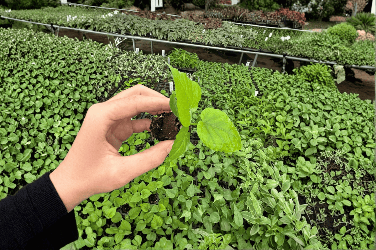 Variegated Ficus umbellata Starter Plants (2) - Tissue Culture