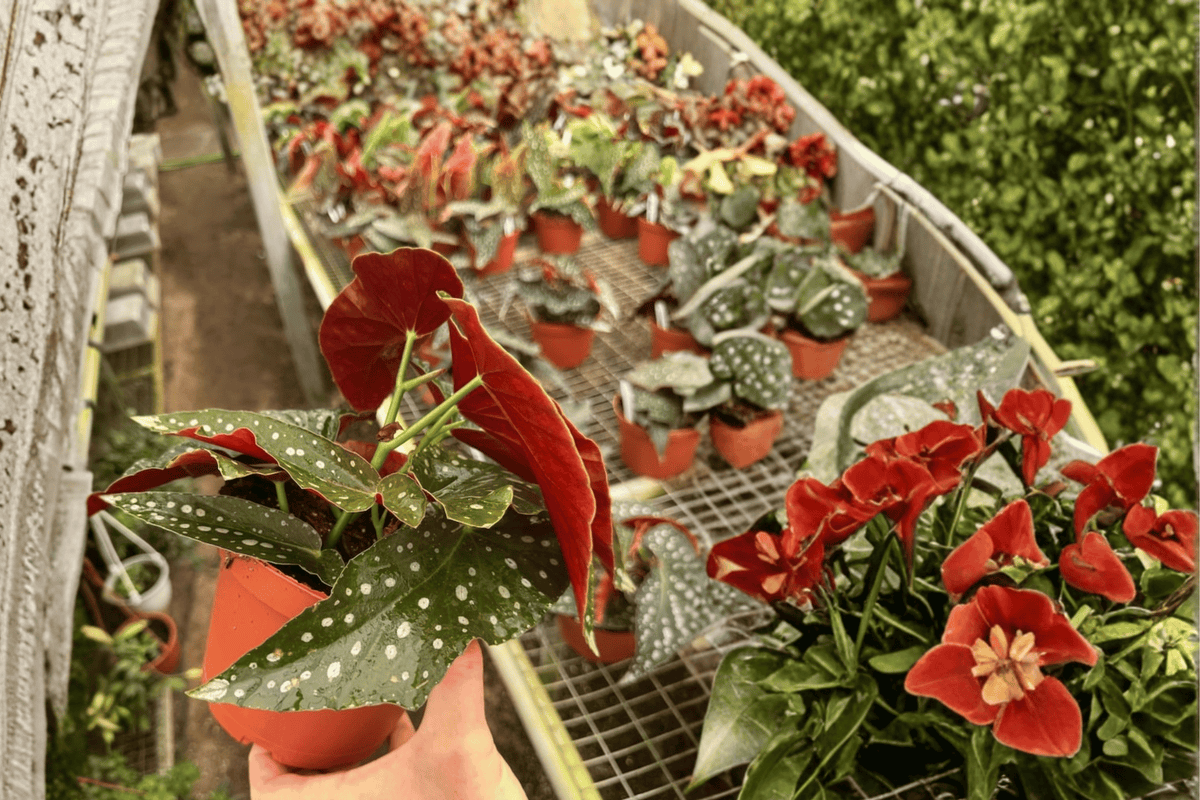 Harmony’s Mango Tango Begonia - 2 Live Plants, 6-inch Pot, Bare Root