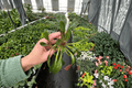 Lobelia cardinalis Cardinal Flower Starter Plants — 2-Pack in 2-Inch Pots