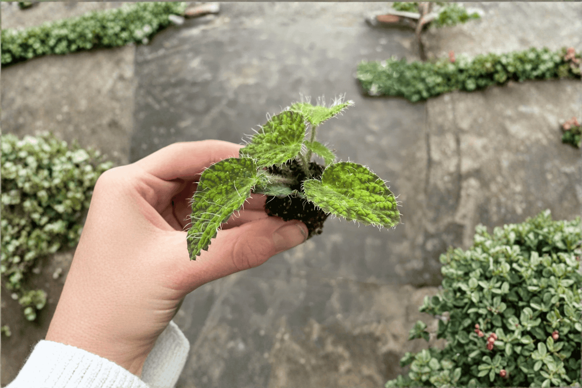 Begonia sizemoreae 'Longiciliata' Starter Plants (2) Bare Root