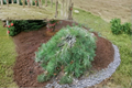 Pendula Japanese Red Pine - Pinus densiflora ‘Pendula’ 24 Inch Live Plant, 1 Gallon Pot