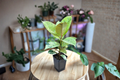 Ficus Shivereana Moonshine Starter Plant | Variegated Rubber Plant (Rooted Cutting)