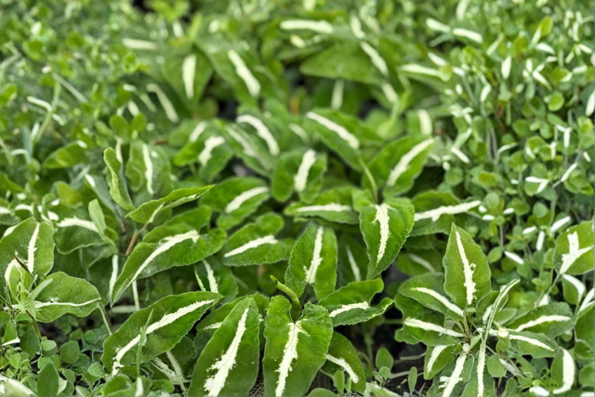 Syngonium Wendlandii Live Plant - Rooted 2-Inch Pot