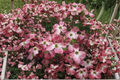 Cherokee Chief Dogwood (Cornus florida) 1-Gallon Live Plant – Red-Flowering Tree