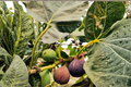 Ischia Fig Tree Starter Plant (Ficus carica) - Self-Pollinating, Edible Figs