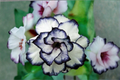 Black White Rose Seeds - Bi-Color Rose (10 Seeds) - Outdoor Flower Plant