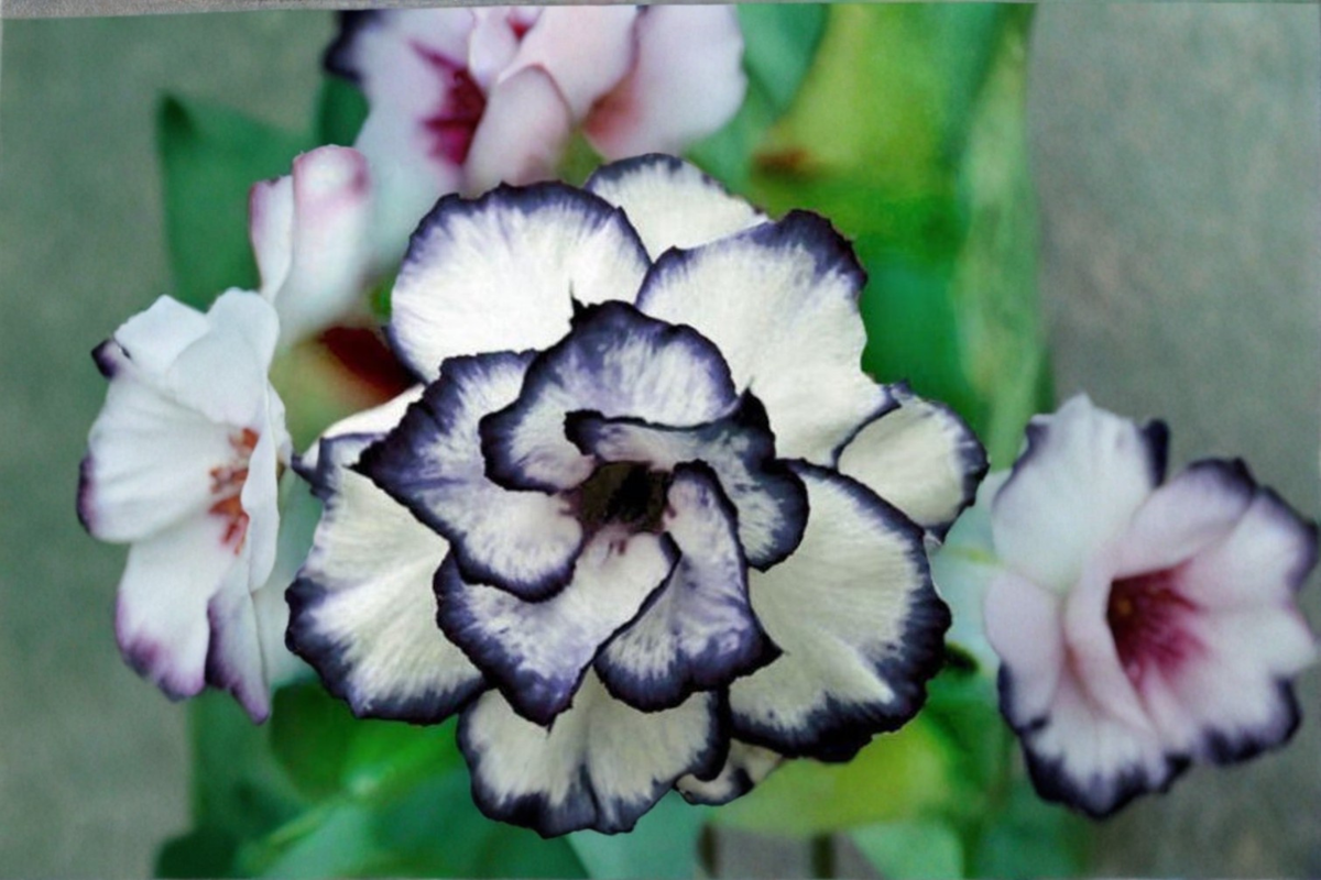 Black White Rose Seeds - Bi-Color Rose (10 Seeds) - Outdoor Flower Plant