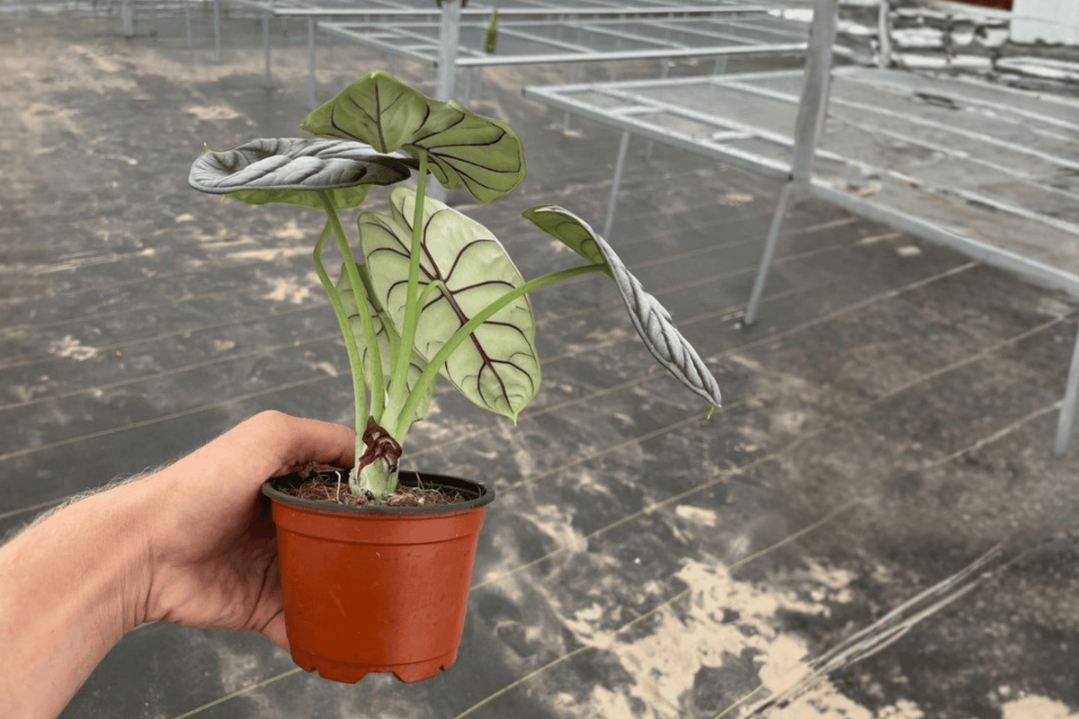 Alocasia Silver Dragon (Alocasia baginda) – 2 Live Plants in 4-Inch Pots