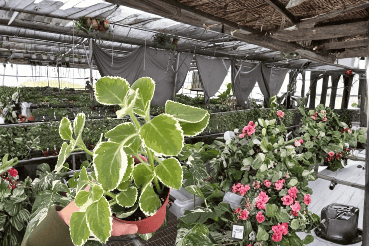 Variegated Oregano (Origanum vulgare) - 2 Live 4-Inch Bare Root Plants