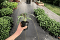Alocasia Black Velvet 2 Live Plants – 4-Inch Pots | Alocasia reginula ‘Black Velvet’