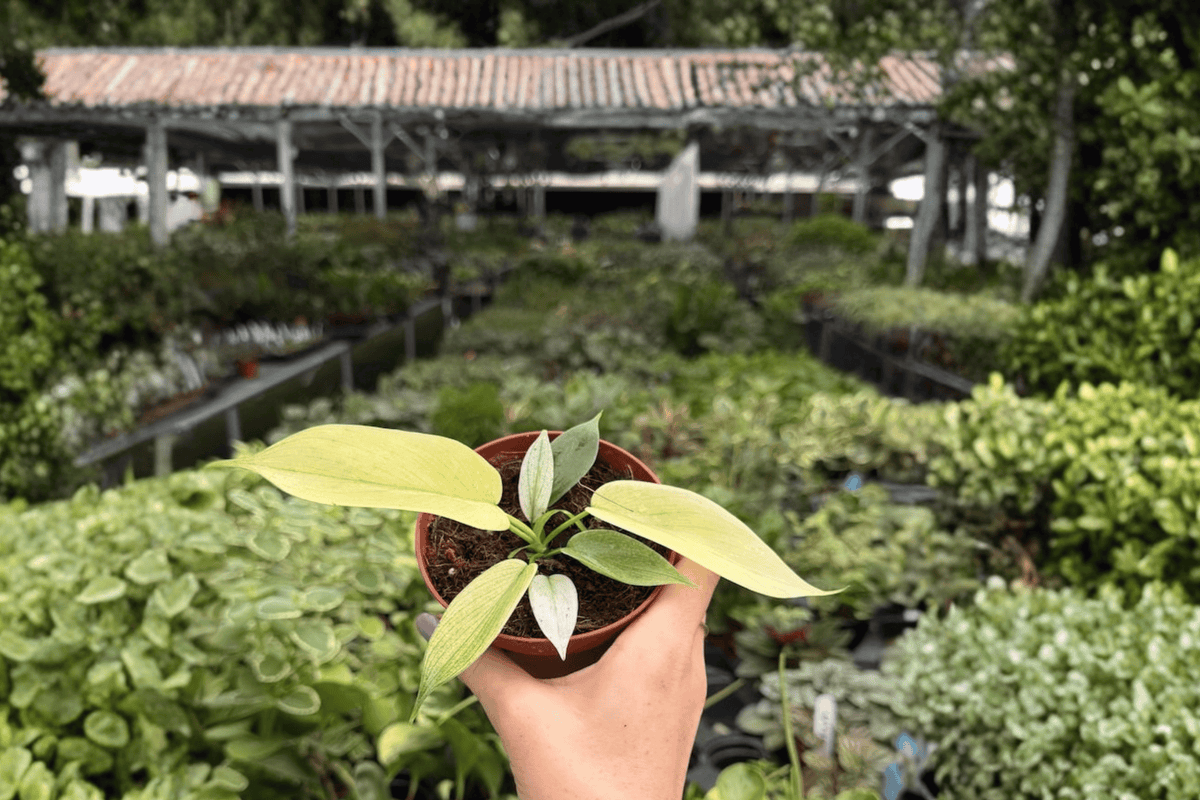 Philodendron Florida Ghost Mint - 2 Exact Live Plants in 4-Inch Pots