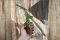 Macodes Petola Lightning Jewel Orchid Live Starter Plant