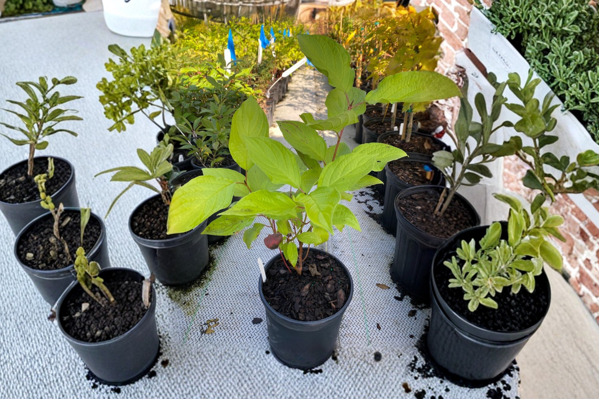 Prairie Fire Dogwood Live Plant 1 Gallon Pot – Cornus alba ‘Prairie Fire’
