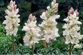 Tuberose Bulbs Double Bloom Polianthes Tuberosa Rajanigandha Sampangi - 3 Medium Bulbs, Fragrant White Flowers