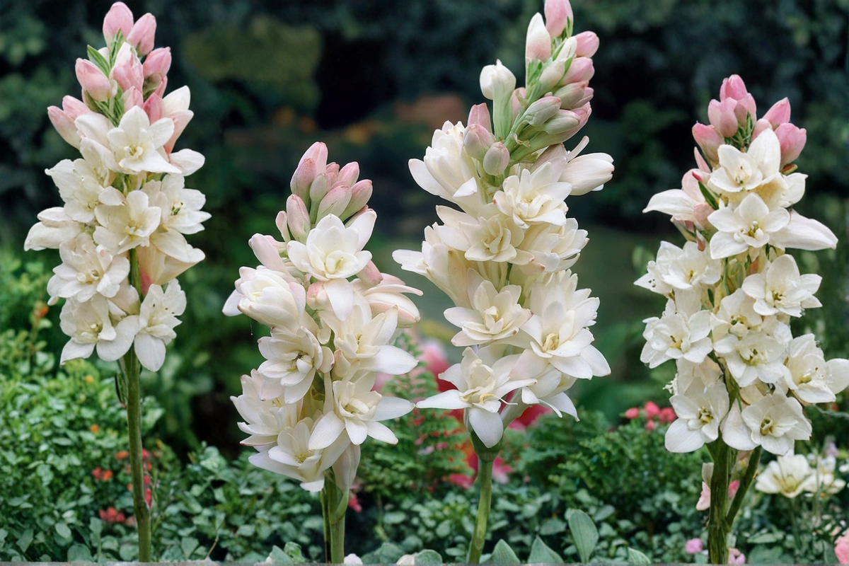 Tuberose Bulbs Double Bloom Polianthes Tuberosa Rajanigandha Sampangi - 3 Medium Bulbs, Fragrant White Flowers