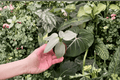 Philodendron hastatum (Philodendron Silver Sword) Starter Plants – 2-Pack bare root