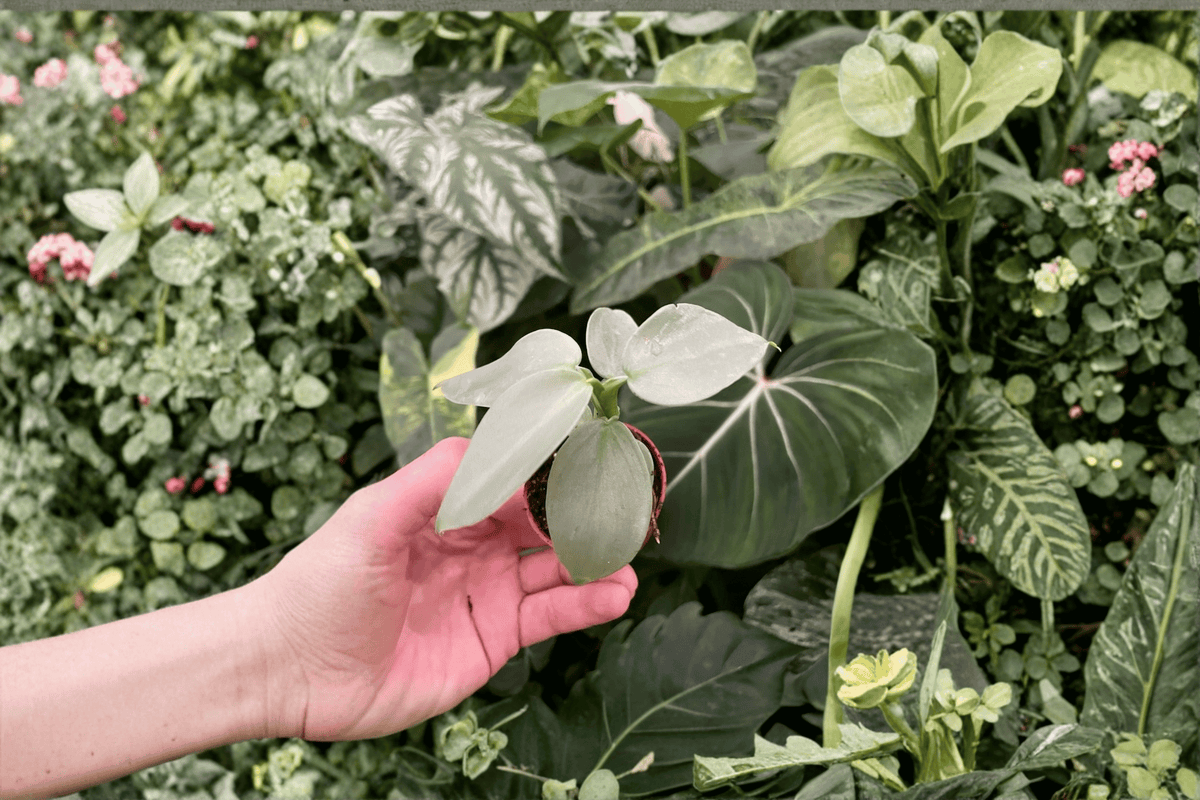 Philodendron hastatum (Philodendron Silver Sword) Starter Plants – 2-Pack bare root
