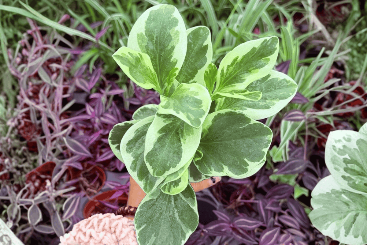 Variegated Peperomia obtusifolia - 2 Live Plants in 4-Inch Pots