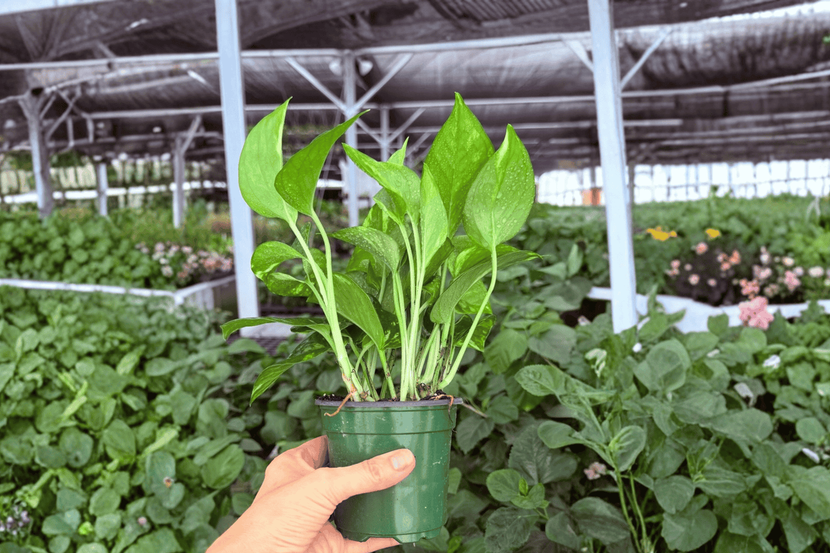Golden Pothos Epipremnum aureum - 2 Live Plants in 4" Pots (Exact Plants)