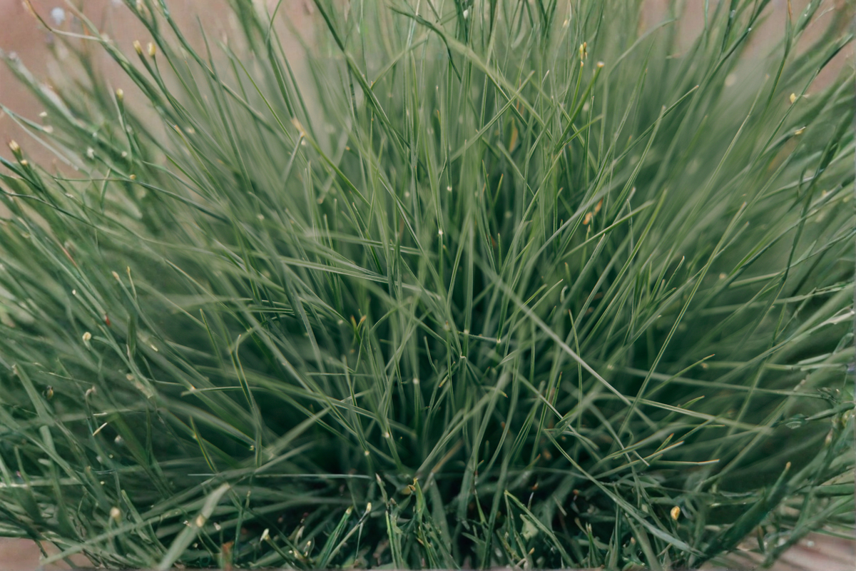 Elijah Blue Fescue Starter Plant – Festuca glauca, Ornamental Grass