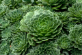 Crested Hens and Chicks Live Plant - Sempervivum in 2-Inch Pot
