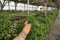 White Rabbit's Foot Fern Starter Plants (Davallia fejeensis) – 2 Live Bare Root