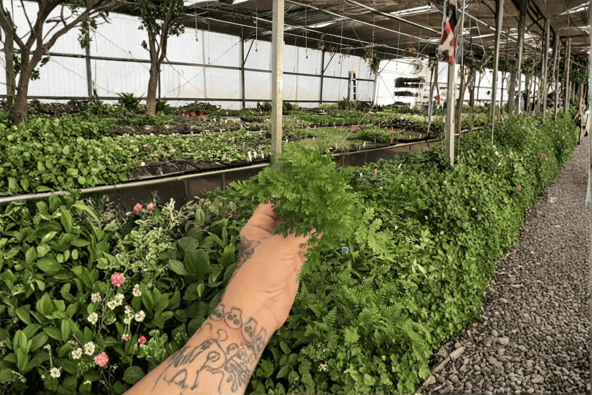 White Rabbit's Foot Fern Starter Plants (Davallia fejeensis) – 2 Live Bare Root