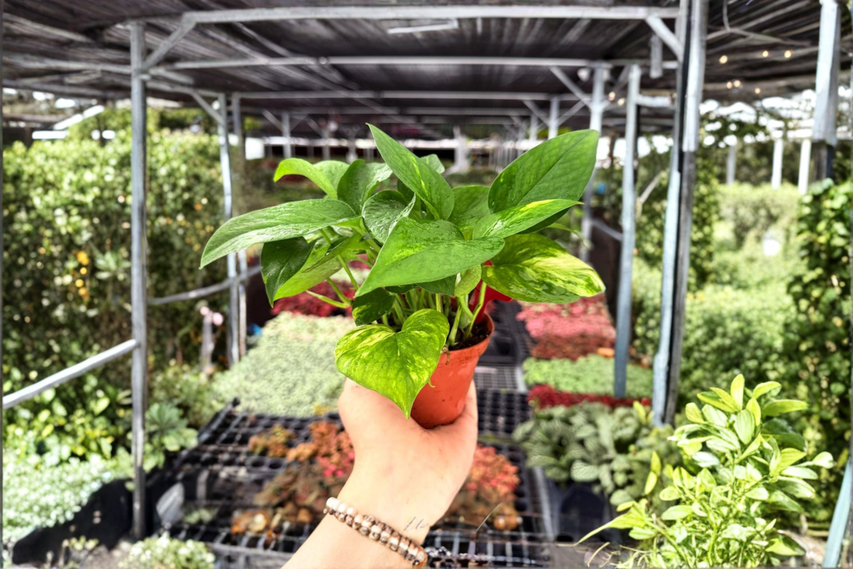 Golden Pothos Epipremnum aureum - 2 Exact Live Plants in 4-Inch Pots