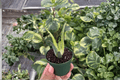 Aloe 'Solar Flare' Live Plant Set - 2 Plants in Bare Root 2-Inch Pots