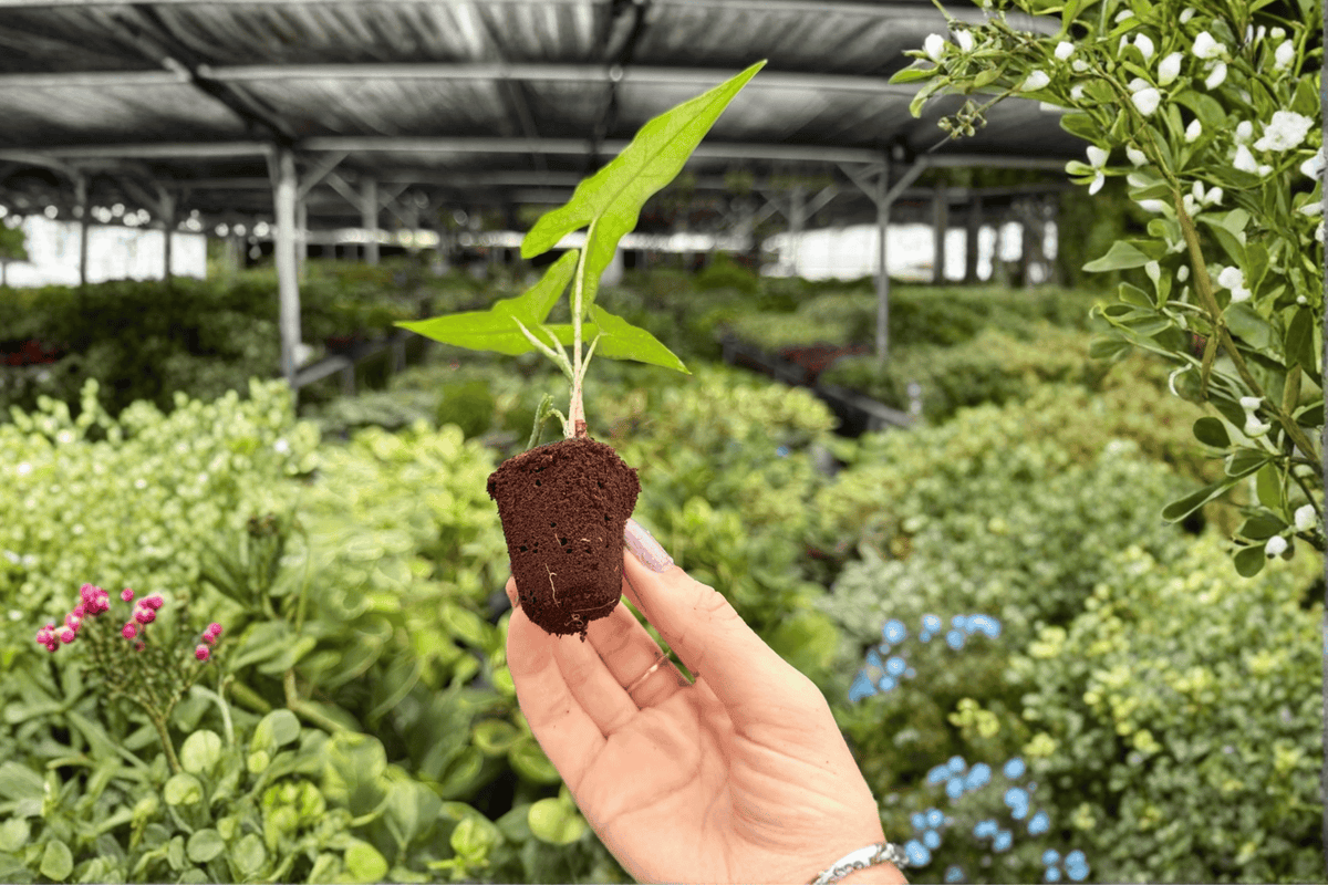 Alocasia Sabrina Narrow Starter Plants (2) - Bare Root, 2-Inch Pot (Exact Plants)