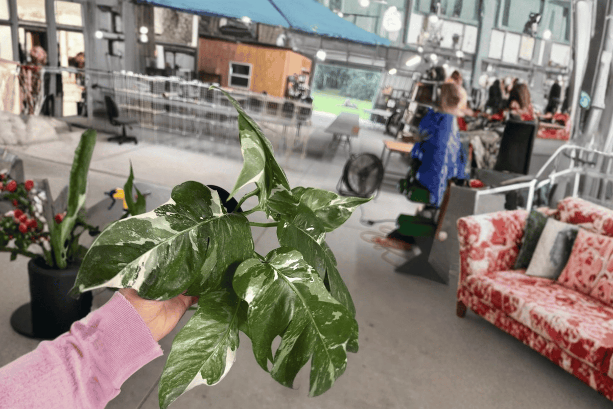 Epipremnum pinnatum Albo Variegata — 2 Live Plants in 4-Inch Pots