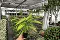 Dieffenbachia Starbright | 2 Live Plants in 4-Inch Pots - Starbright Variety