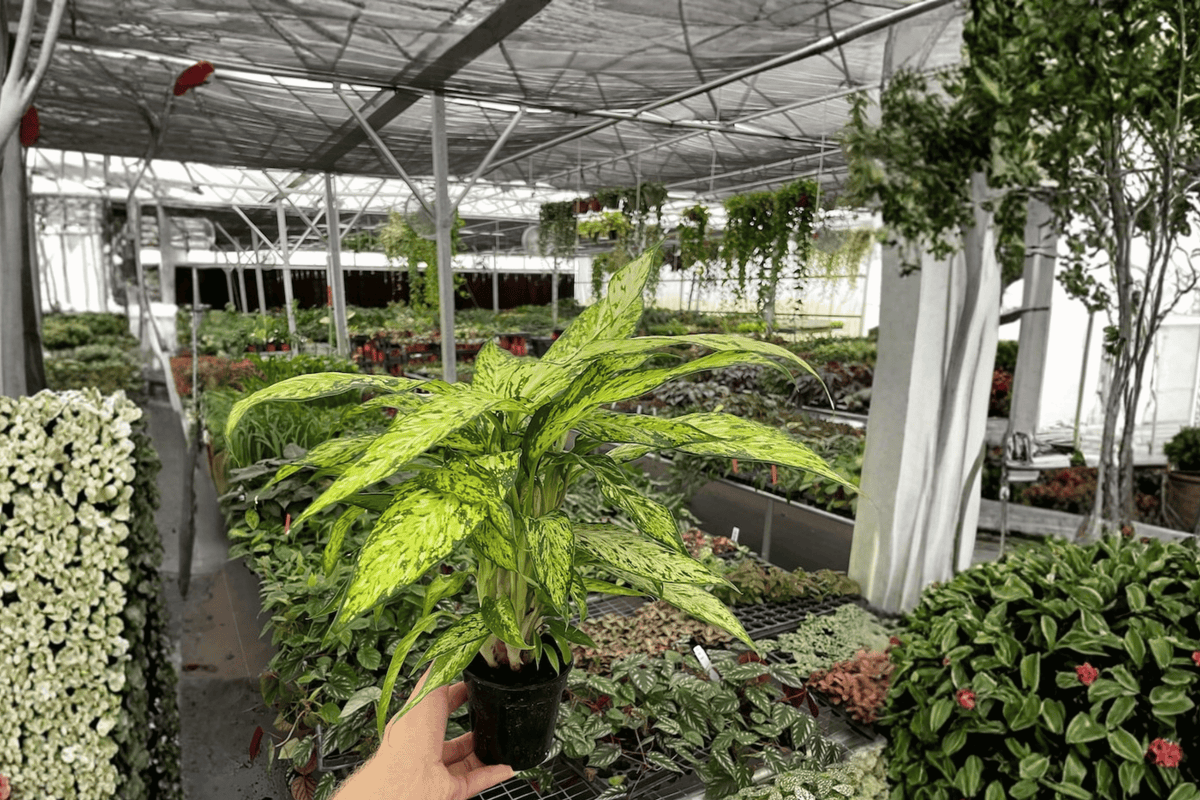 Dieffenbachia Starbright | 2 Live Plants in 4-Inch Pots - Starbright Variety