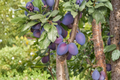 Methley Plum Tree 4-6 ft Live Plant | Prunus salicina, Red Juicy Plums