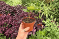 Anthurium Xone x Subsignatum - 2 Live Starter Plants in 4" Pots