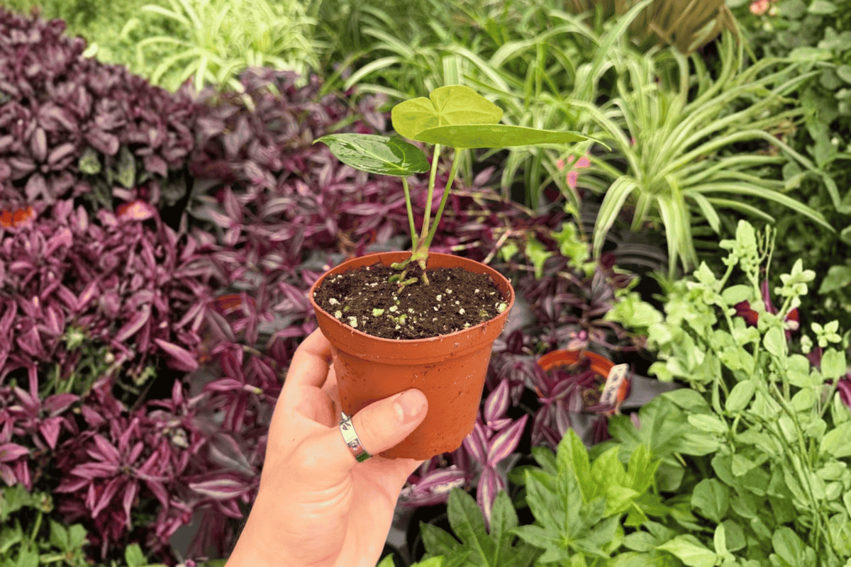 Anthurium Xone x Subsignatum - 2 Live Starter Plants in 4" Pots