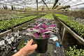 Tradescantia Nanouk Live Plants, 2-Pack – 4-Inch Pots (Bare Root Shipping)