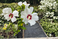 Red Heart Rose of Sharon Hibiscus syriacus – 2 Gallon Live Plant (White with Red Centers)