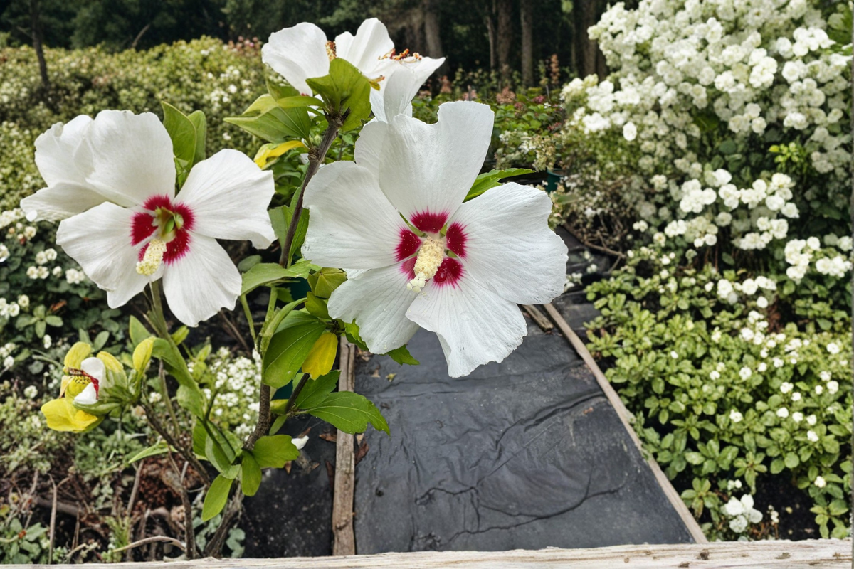 Red Heart Rose of Sharon Hibiscus syriacus – 2 Gallon Live Plant (White with Red Centers)
