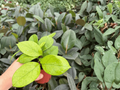 Hoya fungii - 2 Bare Root Live Plants, 4-Inch Pot Size (Exact Plants pictured)