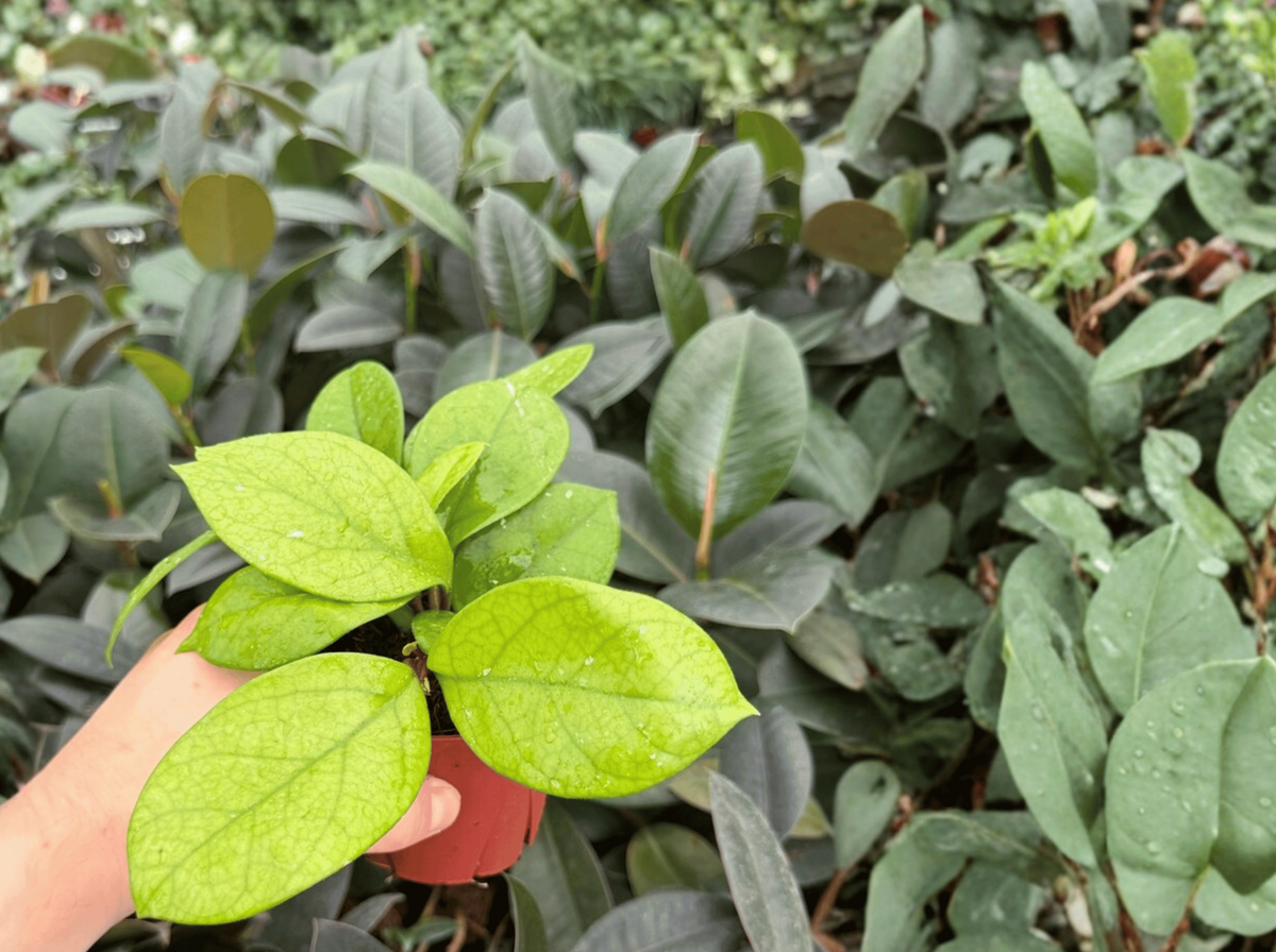 Hoya fungii - 2 Bare Root Live Plants, 4-Inch Pot Size (Exact Plants pictured)