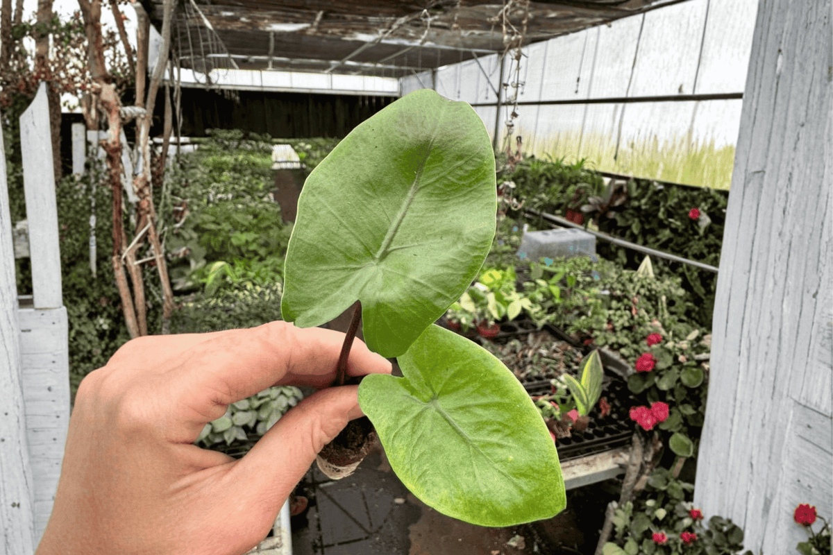 Alocasia 'Black Stem' Starter Plants (2) – Bare Root, Fully Established Roots