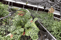 Calathea Burle Marx Amabilis (Goeppertia) - 2 Live Plants in 4-Inch Pots