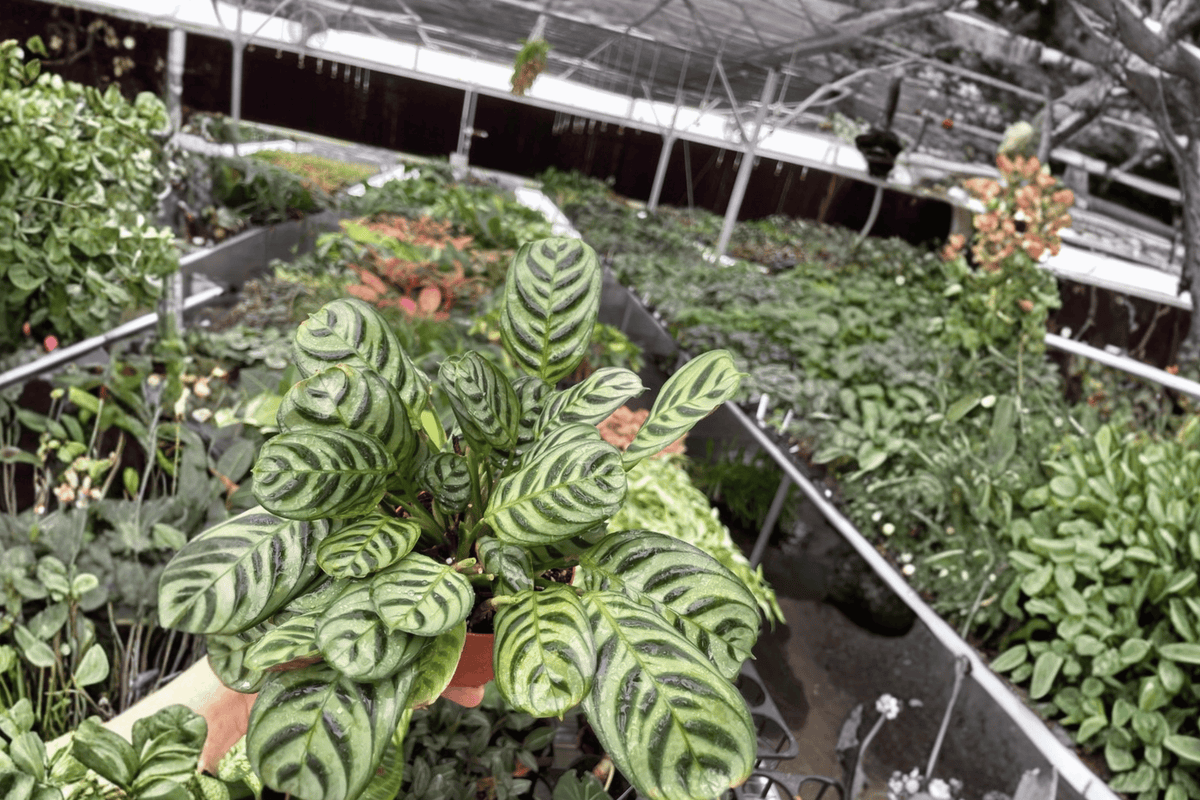 Calathea Burle Marx Amabilis (Goeppertia) - 2 Live Plants in 4-Inch Pots