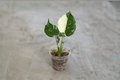 Monstera Thai Constellation Rooted Starter Plant – Variegated Monstera Deliciosa