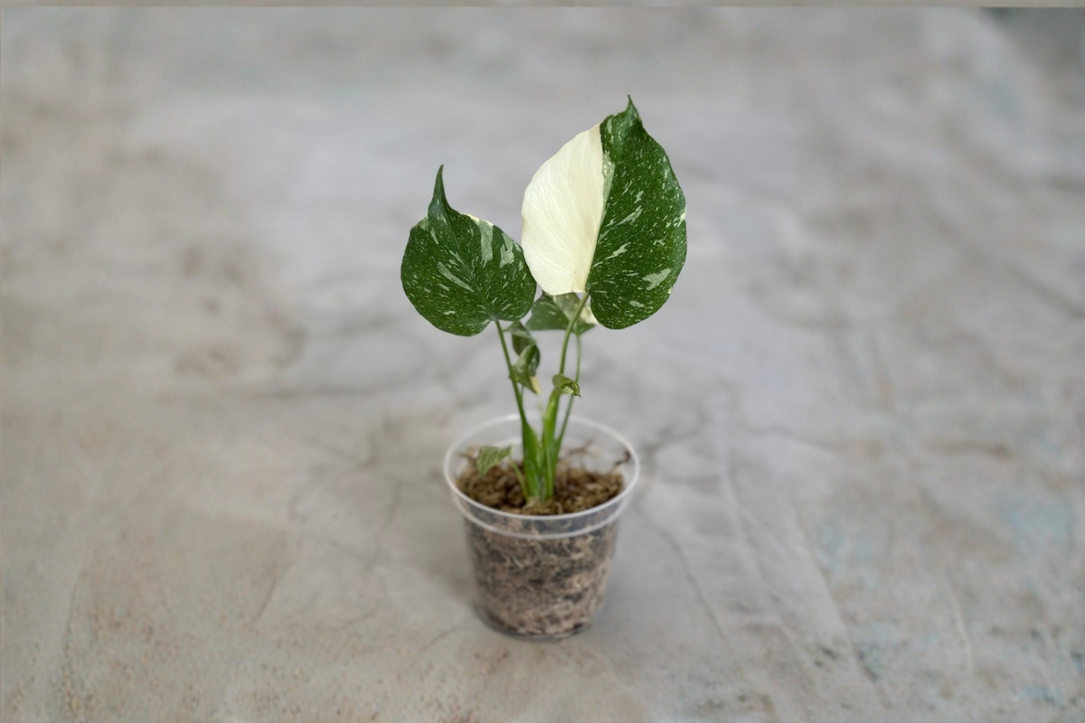 Monstera Thai Constellation Rooted Starter Plant – Variegated Monstera Deliciosa