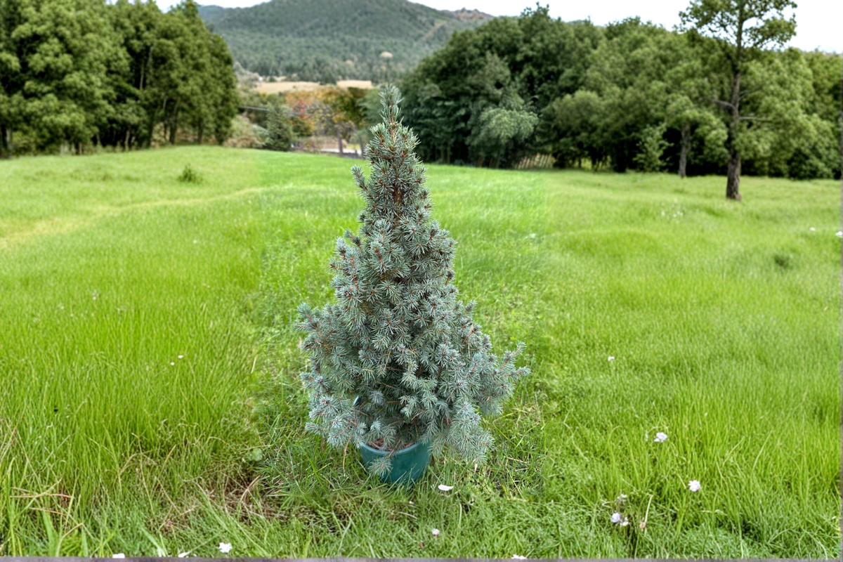 Saunders Blue Spruce - 12" Live Plant, Picea glauca Blue Evergreen Conifer in 1 Gallon Pot