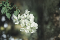 Key West White Bougainvillea Starter Plug Plant – Well-Rooted