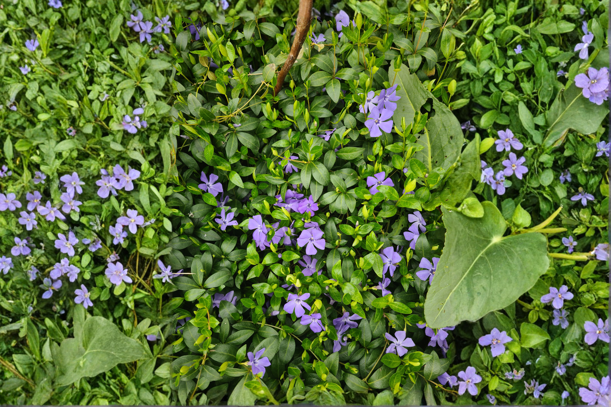 Vinca Minor (Creeping Myrtle) Live Plants — 12+ Starter Plants, Evergreen Ground Cover