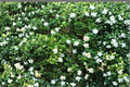 Gardenia Starter Cutting | Bushy Gardenia Live Plant with White Flowers
